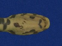 高砂蛇藏品圖，第3張